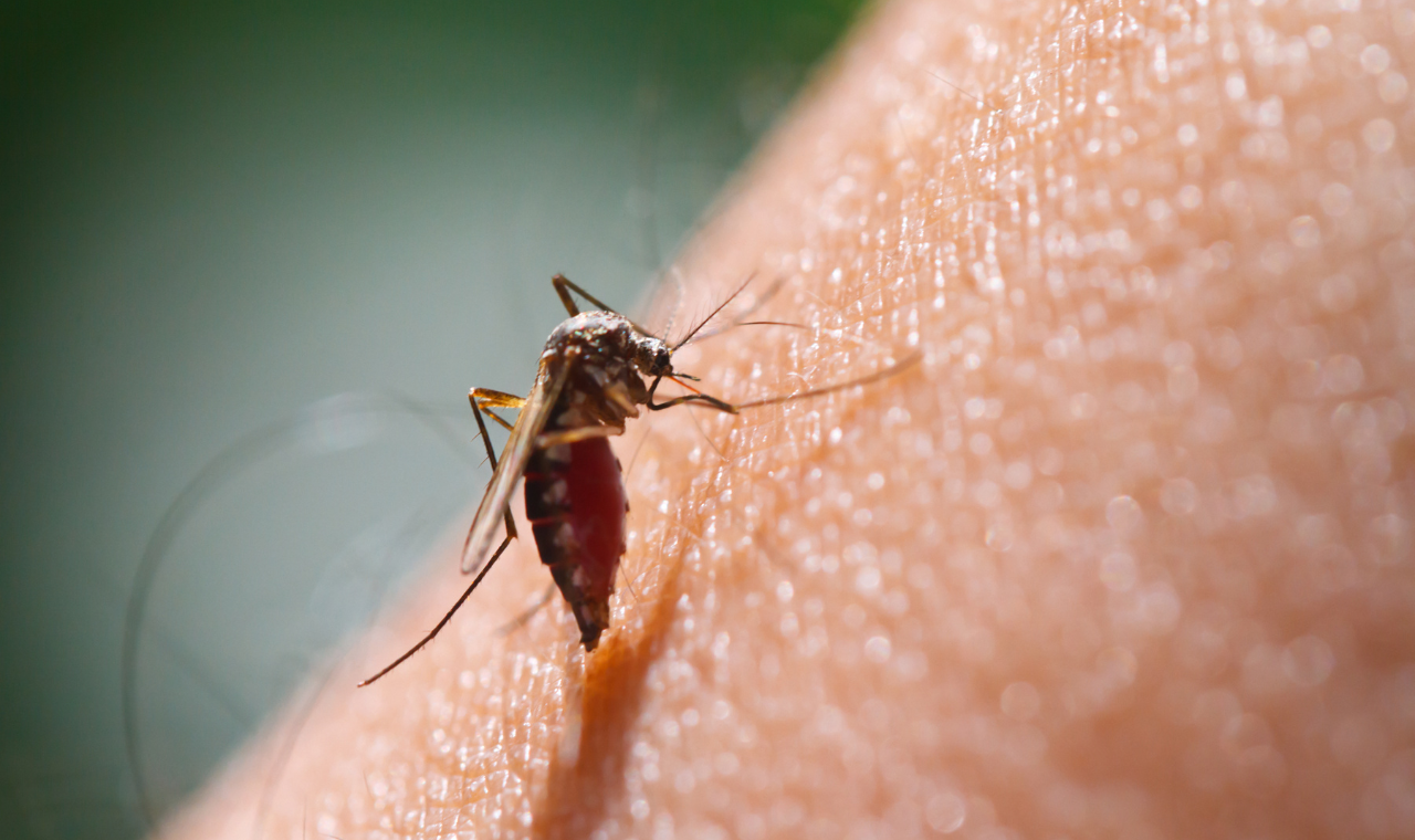 Know About Mosquitoes and Dengue in Singapore