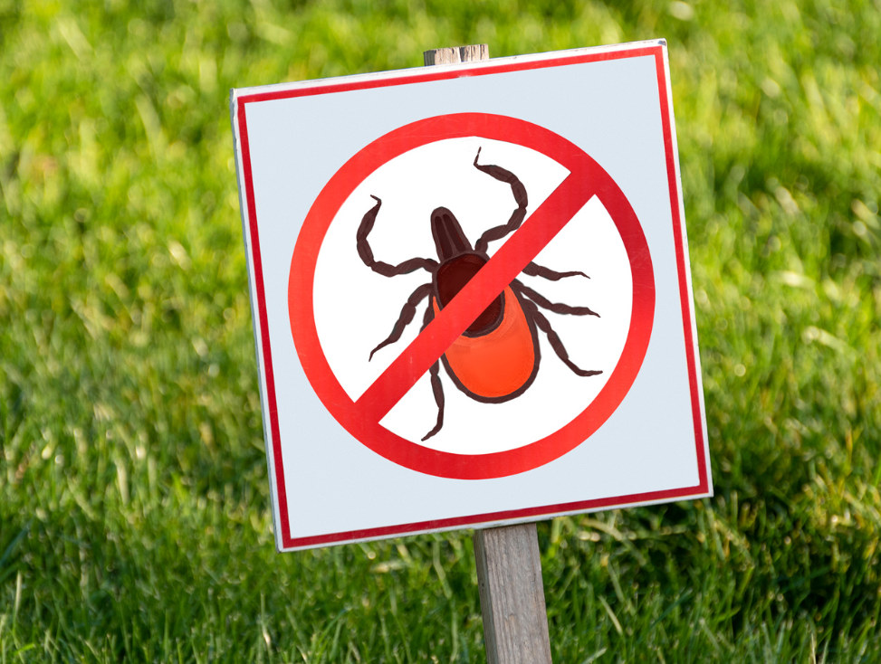 Eco-Friendly Pest Control Services for a Safer Homes