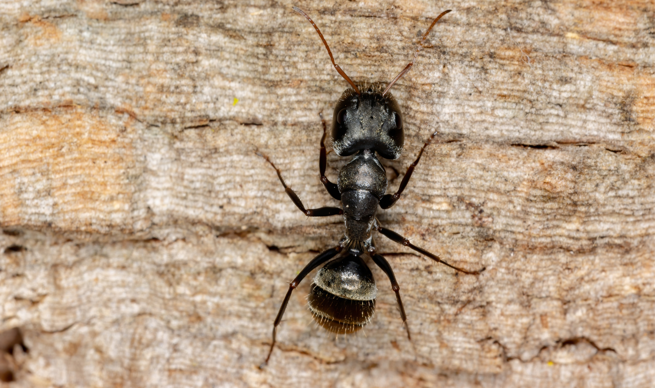 What Are Signs of Carpenter Ants & how to control them?