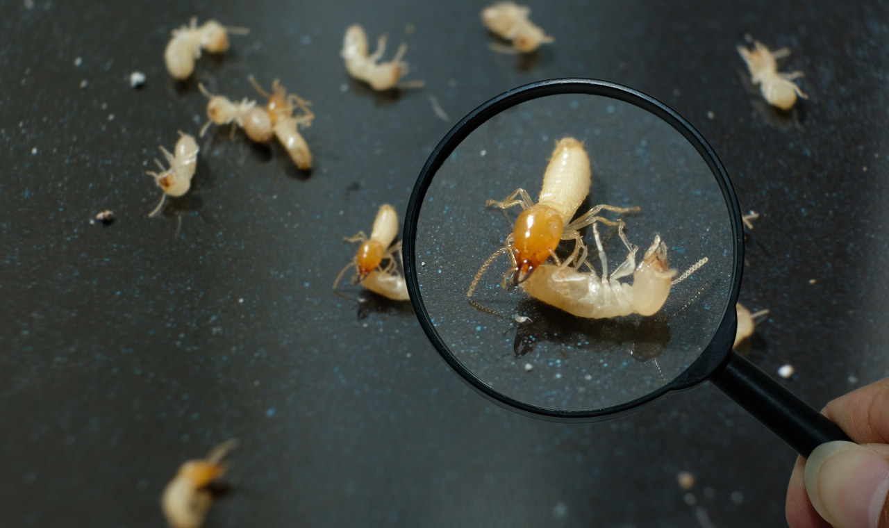 How To Deal with Termite Infestation in Singapore?