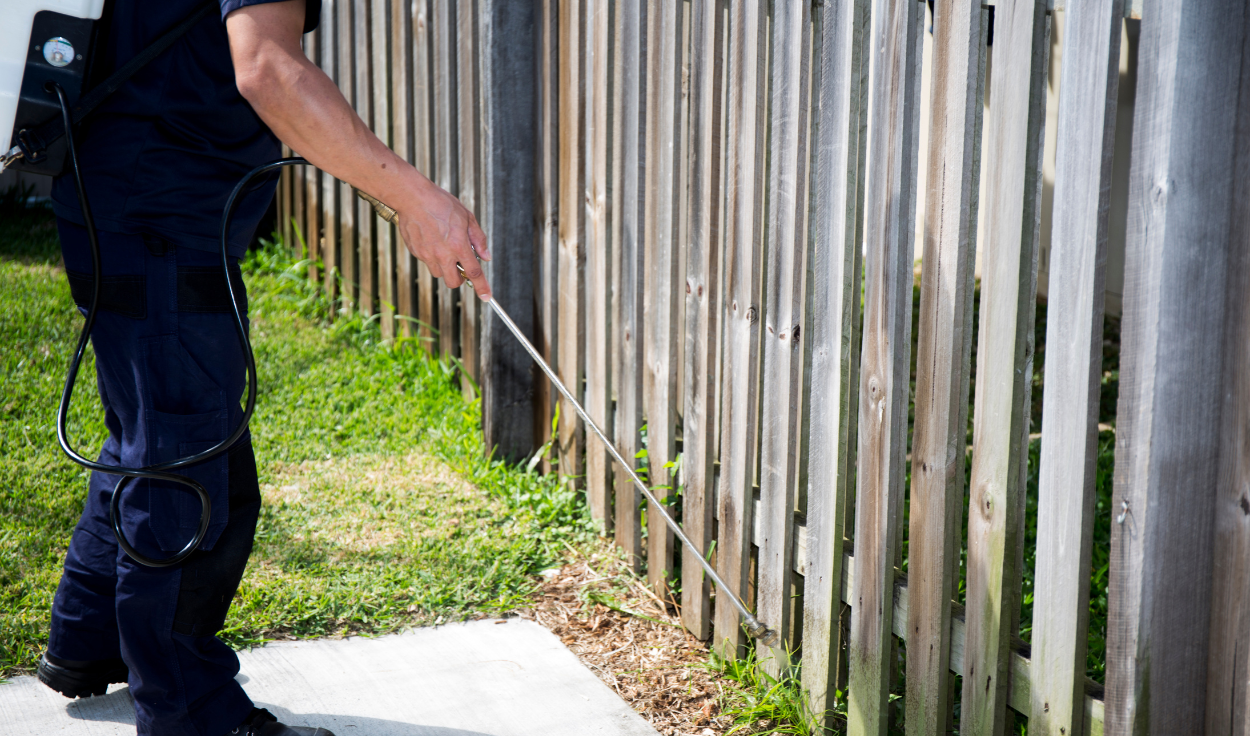 Eco-Friendly Pest Control : How to Get Rid of Pests in Singapore