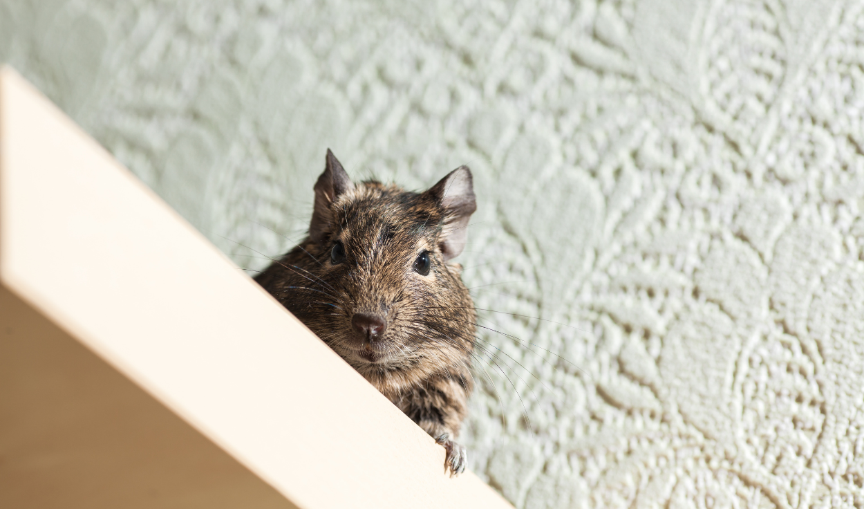 How to Identify & Prevent Rat Infestation: An Ultimate Guide