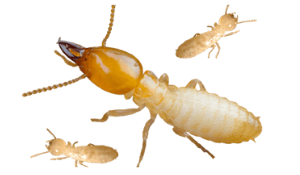 Learn All about Termite Infestation, Damage and Control