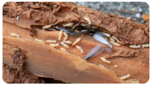 Eliminate Termite Infestation Before They Take Over