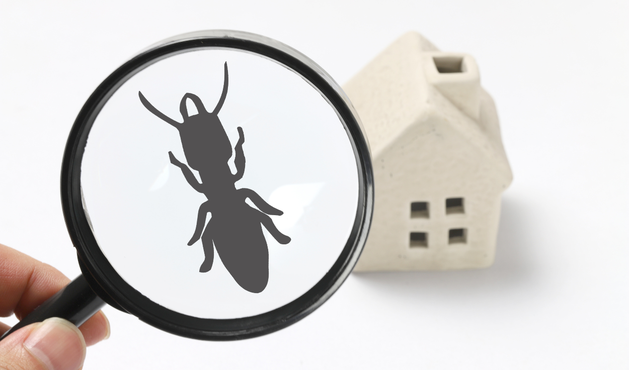 Importance of Pest Identification for Effective Pest Control