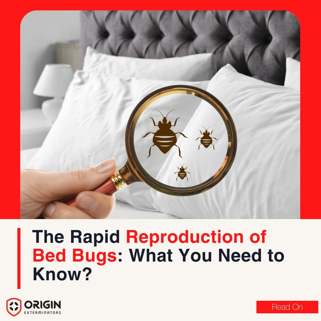 Rapid Bed Bug Infestation: What You Need to Know