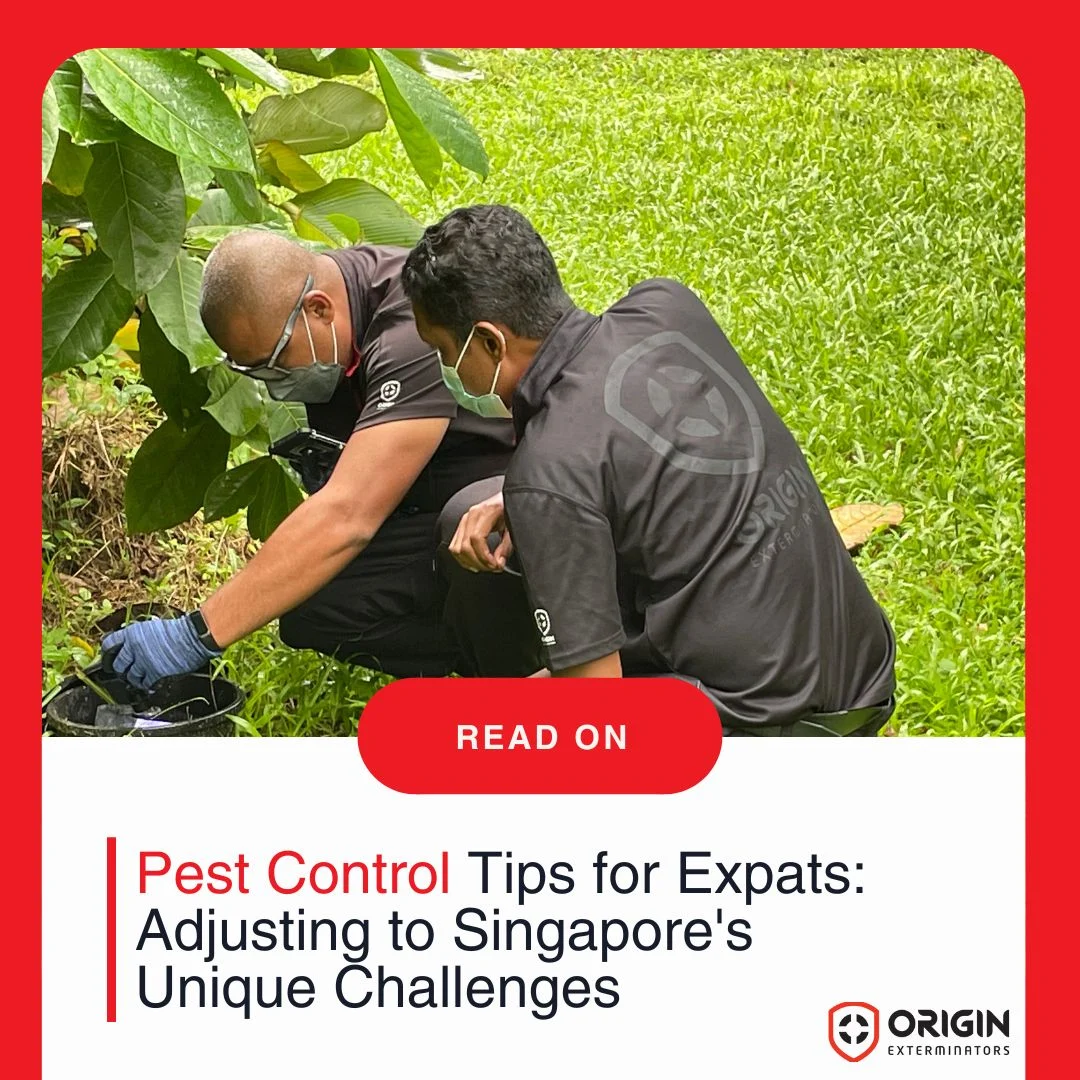 Pest Control Tips for Expats in Singapore: Unique Challenges