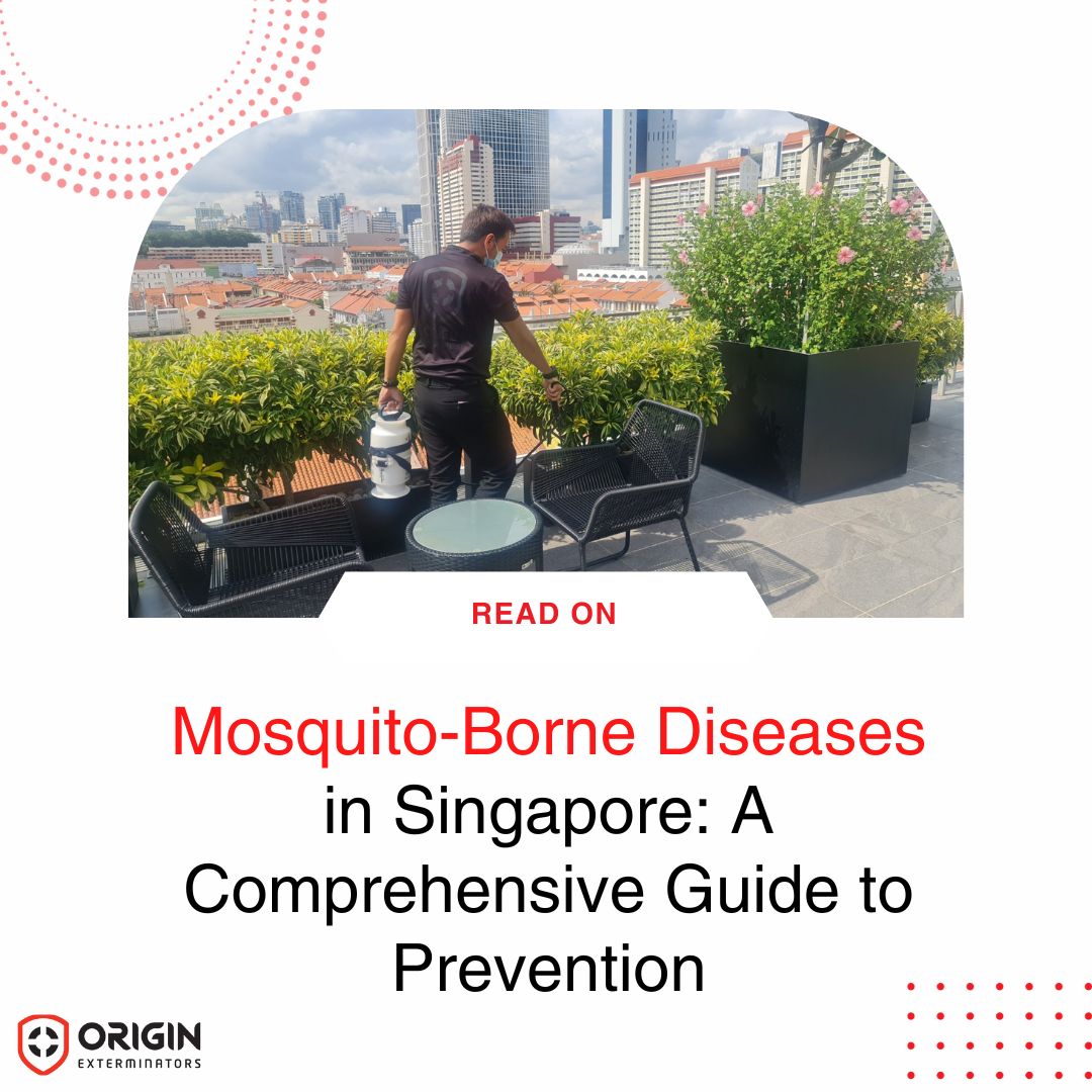 Mosquito Control in Singapore: Prevention Guide